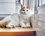 Кошки в Малмыже: Кот Лёва ждёт семью, 100 руб. - фото 1