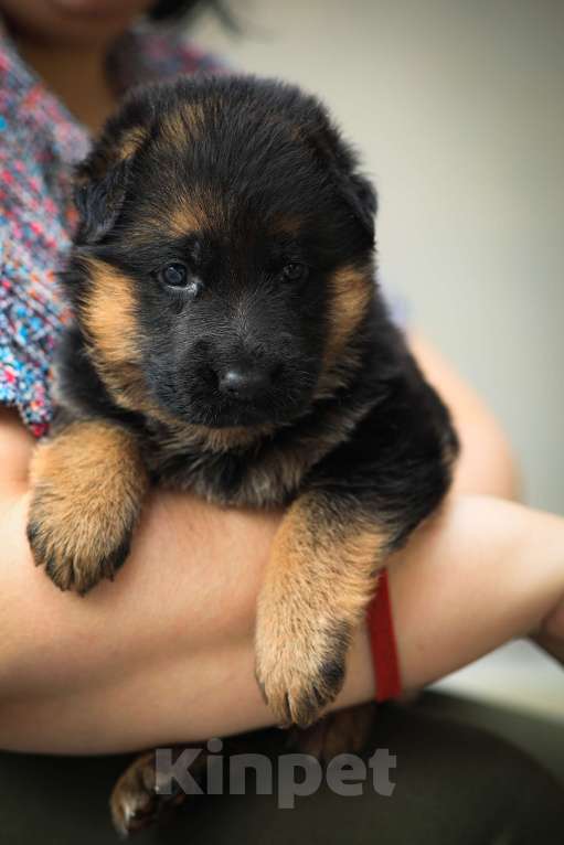 Собаки в Кемерово: Щенки немецкой овчарки Девочка, 60 000 руб. - фото 1