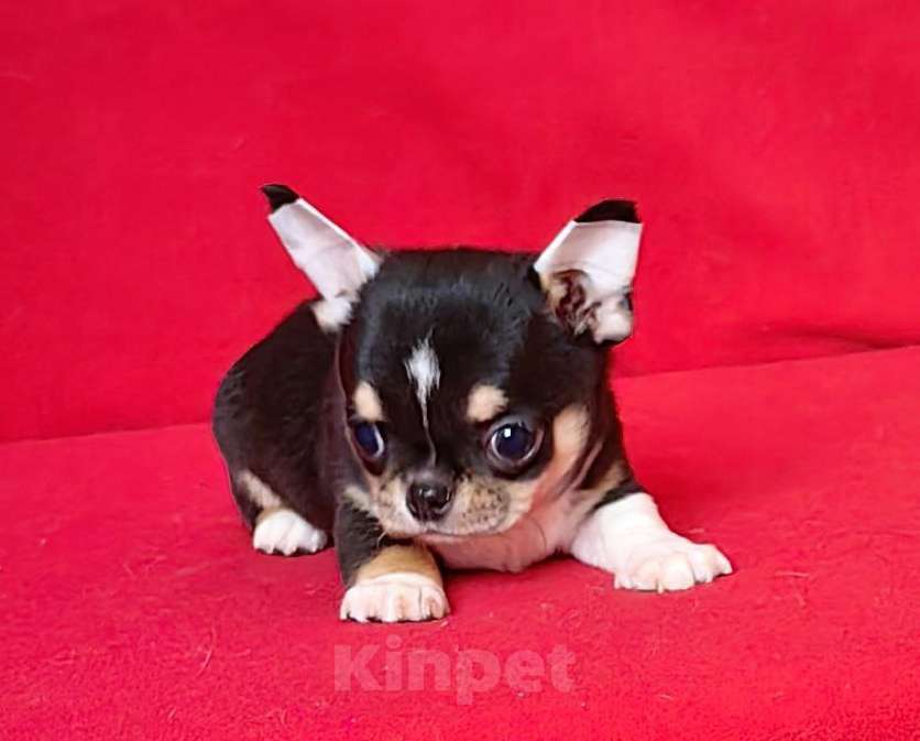 Собаки в Москве: Чихуахуа. Мальчик. Мальчик, 50 000 руб. - фото 3