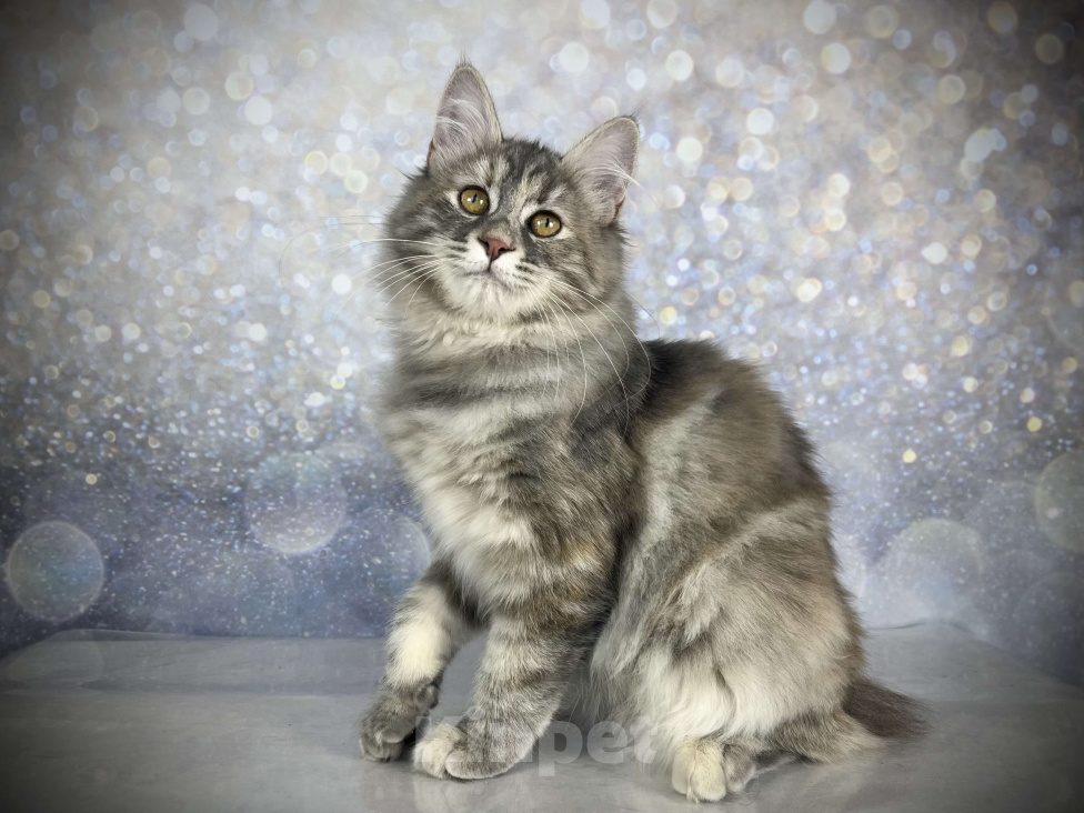 Кошки в других городах Московской области: Neva of Rufus Vallis Девочка, 45 000 руб. - фото 2