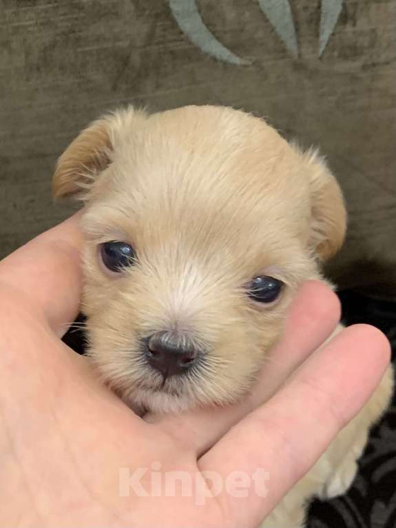 Собаки в Москве: Шикарные щенки  Мальтипу Мальчик, 190 000 руб. - фото 4