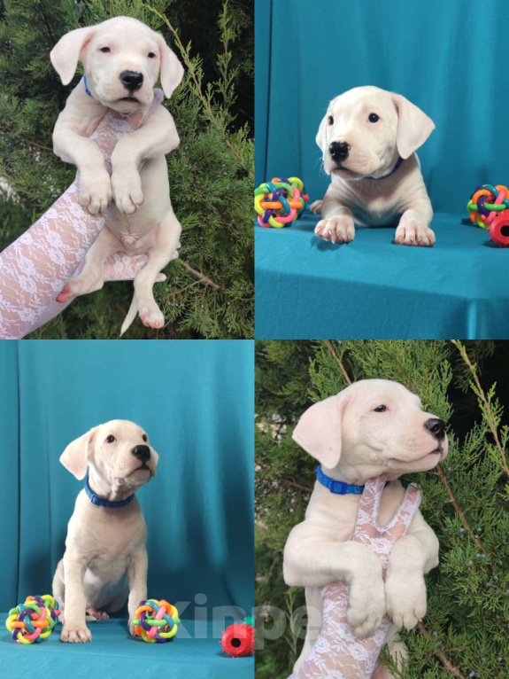 Собаки в других городах Краснодарского края: Продаются Щенки Аргентинского Дога  Мальчик, 40 000 руб. - фото 5