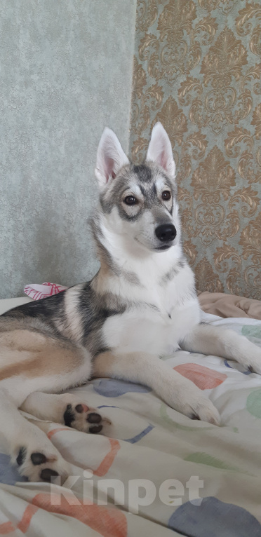 Собаки в Чехове: Прекрасная девочка ищет любящую семью  Девочка, Бесплатно - фото 1