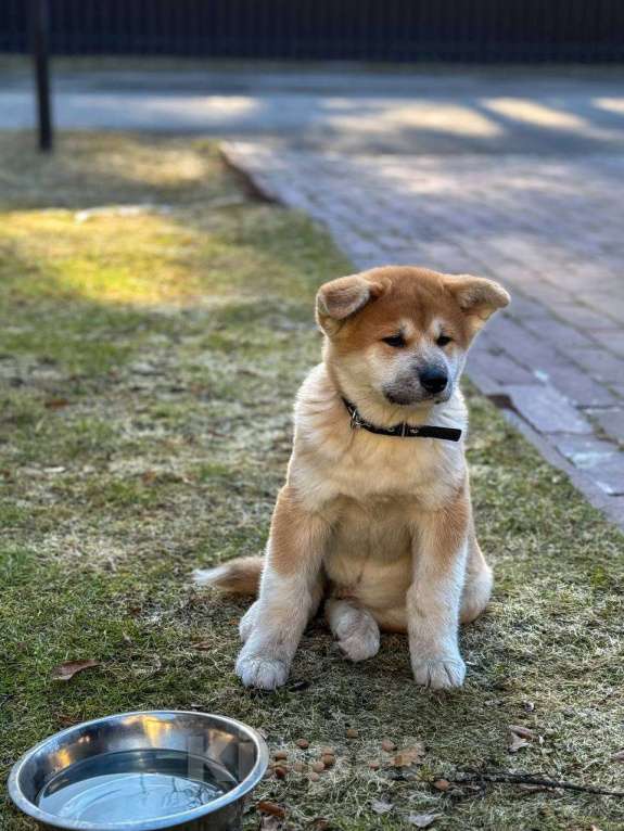 Собаки в Москве: Щенки Акита Ину Мальчик, 35 000 руб. - фото 3