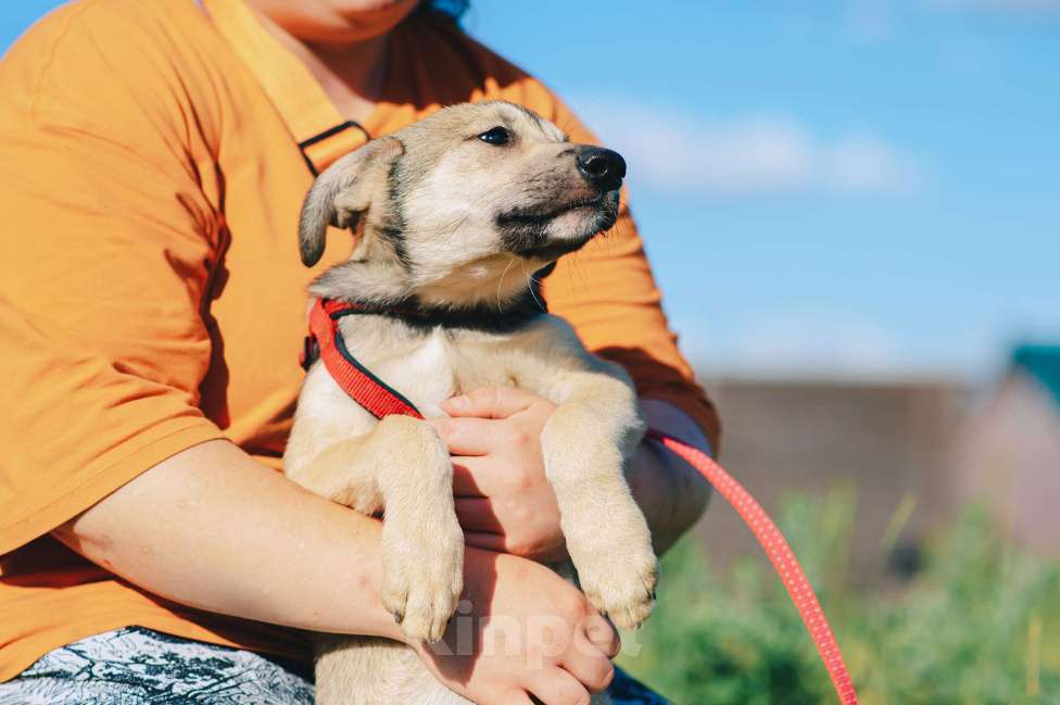 Собаки в Москве: Личи Девочка, Бесплатно - фото 6