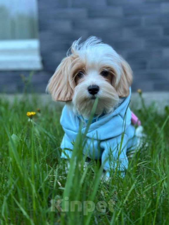 Собаки в Калининграде: Мальчик мальтипу f1 Мальчик, 60 000 руб. - фото 2