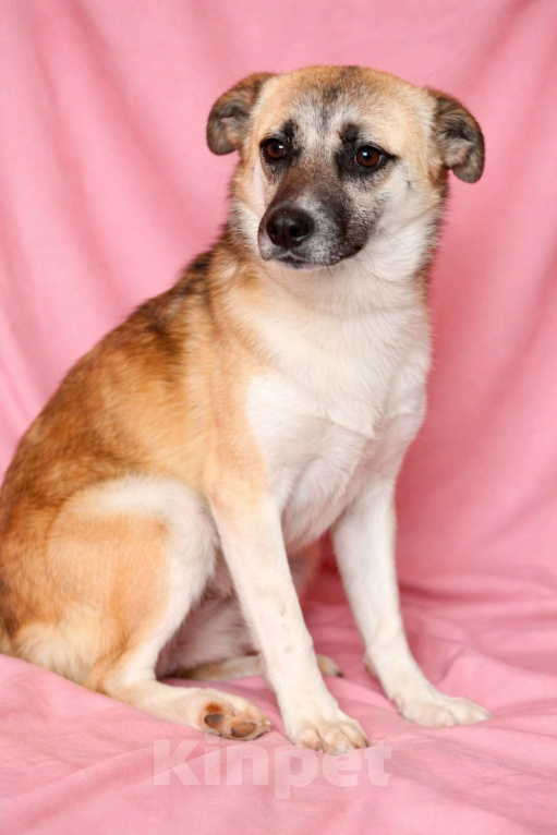 Собаки в Москве: Девочка Габби миниатюрная собачка в поисках семьи Девочка, Бесплатно - фото 2