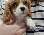 Собаки в Нижнем Новгороде: Щенки кавалер Кинг Чарльз спаниеля в любимцы Мальчик, 70 000 руб. - фото 4