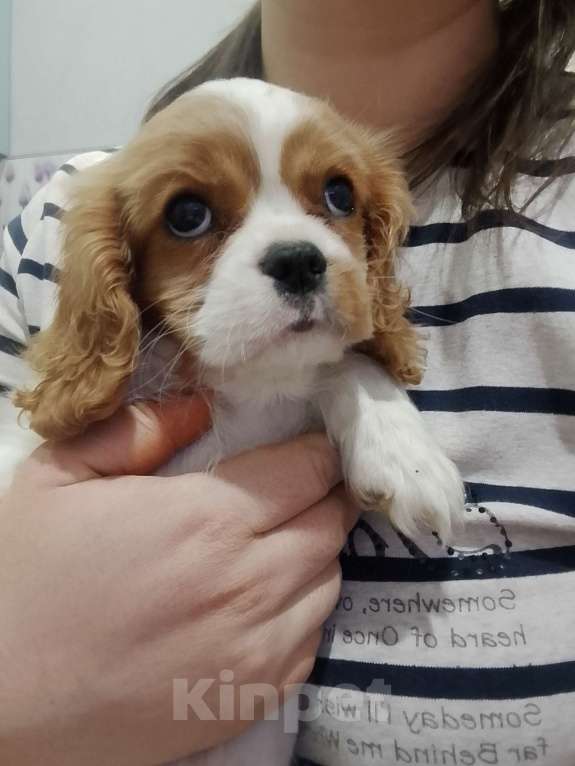 Собаки в Нижнем Новгороде: Щенки кавалер Кинг Чарльз спаниеля в любимцы Мальчик, 70 000 руб. - фото 4