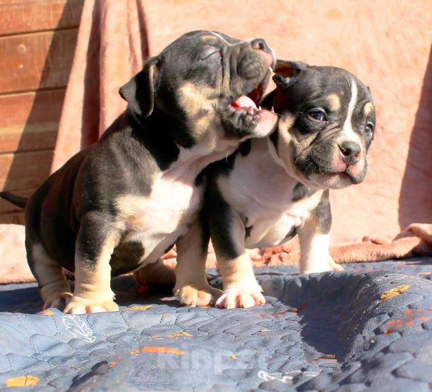 Собаки в Москве: Чёрные триколоры. Мальчик и девочка. Разнополые, 80 000 руб. - фото 7