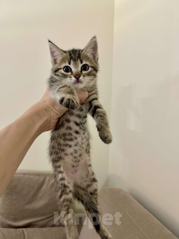 Кошки в других городах Московской области: Котенок шотландский (помесь) Мальчик, 2 000 руб. - фото 5