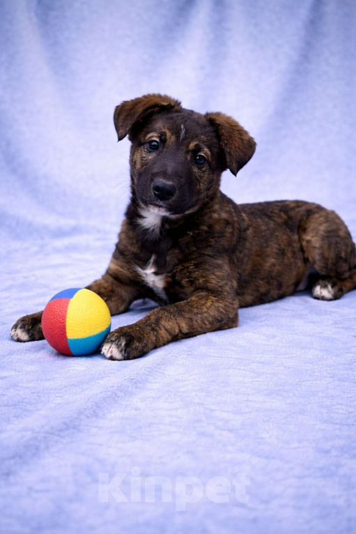 Собаки в Москве: Тиграш щенок мальчик в поисках дома Мальчик, Бесплатно - фото 1