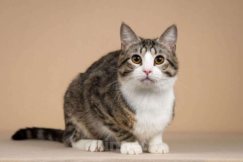 Кошки в Москве: Котик Бенни ищет доброе сердце. Мальчик, Бесплатно - фото 6