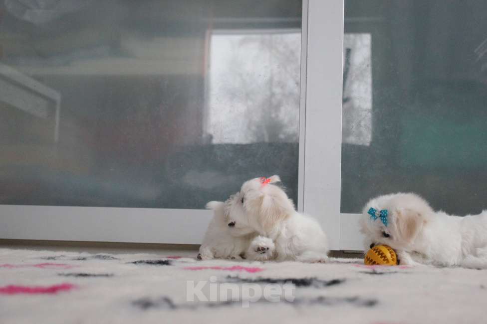 Собаки в Омске: Мальтезе щенок Левгорд Дафна Девочка, 140 000 руб. - фото 7