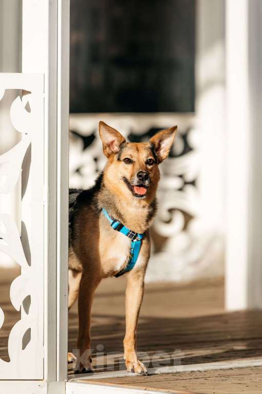 Собаки в Москве: Нежный Читос ищет дом Мальчик, Бесплатно - фото 8