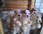 Собаки в Прокопьевске: щенок лайки Девочка, 3 000 руб. - фото 1