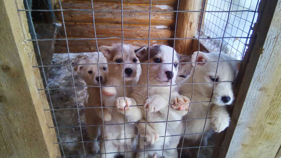 Собаки в Прокопьевске: щенок лайки Девочка, 3 000 руб. - фото 1