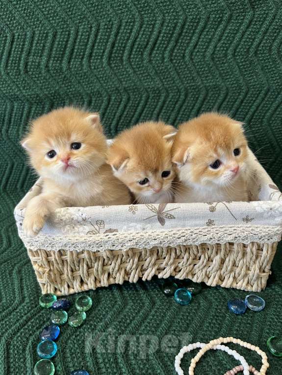 Кошки в Липецке: Шотландские котята  Мальчик, 18 000 руб. - фото 10