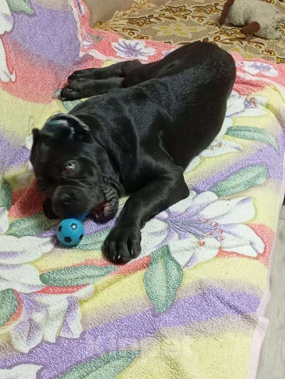 Собаки в Луховицах: Продам щенка Корсо  Мальчик, 50 000 руб. - фото 2