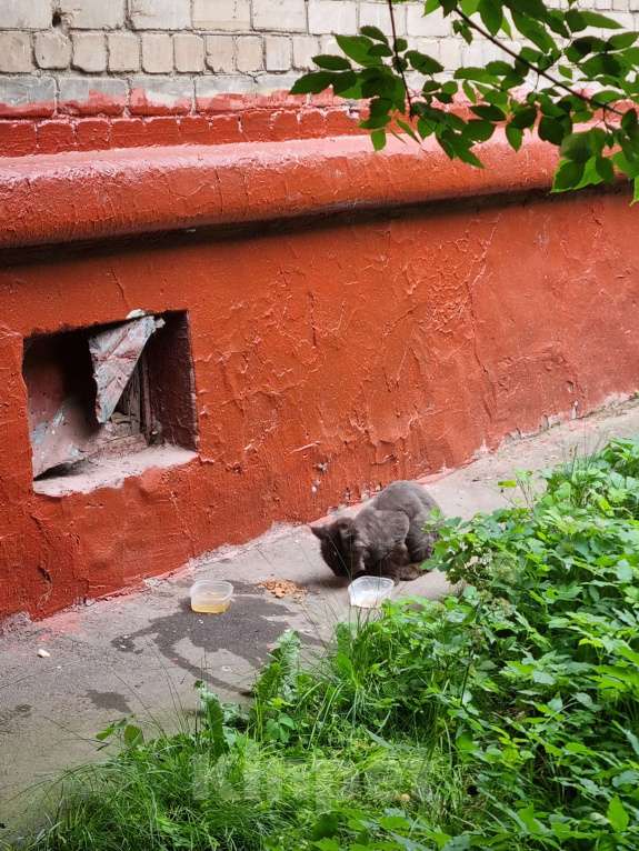 Кошки в Москве: Найдена кошка мейкун  Девочка, Бесплатно - фото 2