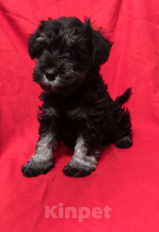 Собаки в Луховицах: Прадаже щенков цвергшнауцера Девочка, 40 000 руб. - фото 3