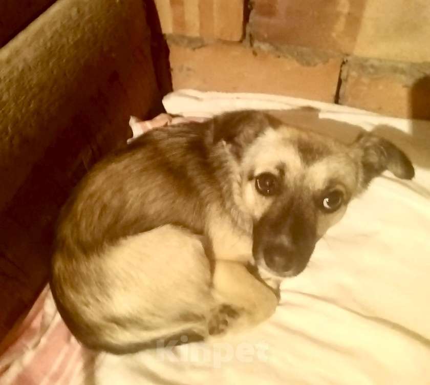 Собаки в Калининграде: Найдена собака (щенок) Девочка, Бесплатно - фото 2