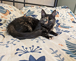 Кошки в Москве: Котенок девочка Костяная Римма Девочка, Бесплатно - фото 9
