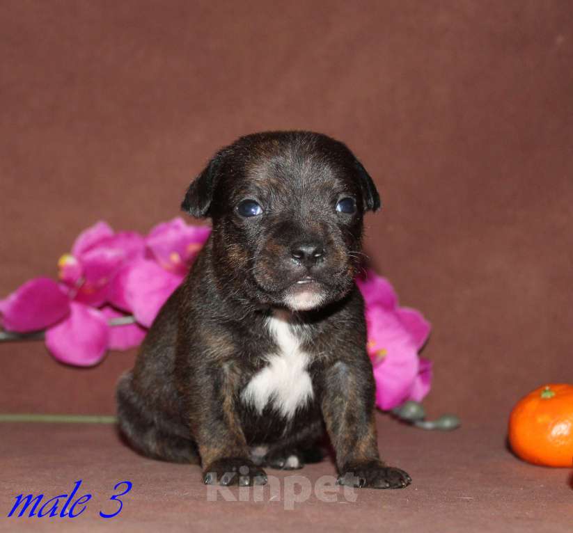 Собаки в Москве: Щенки стаффордширского бультерьера Мальчик, 50 000 руб. - фото 2