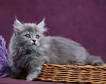 Кошки в Барнауле: Котик Юкотан💙 Мальчик, Бесплатно - фото 8