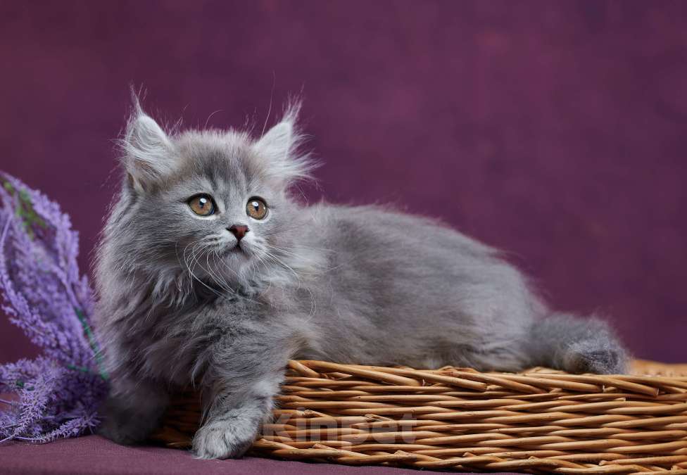 Кошки в Барнауле: Котик Юкотан💙 Мальчик, Бесплатно - фото 8
