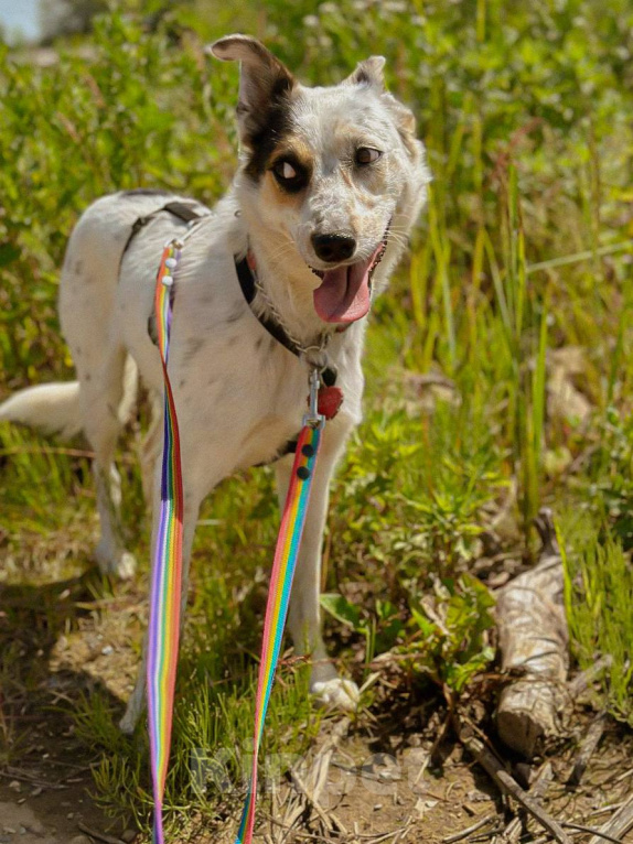 Собаки в Москве: АЛЬБА ИЩЕТ ДОМ! Девочка, 10 руб. - фото 2