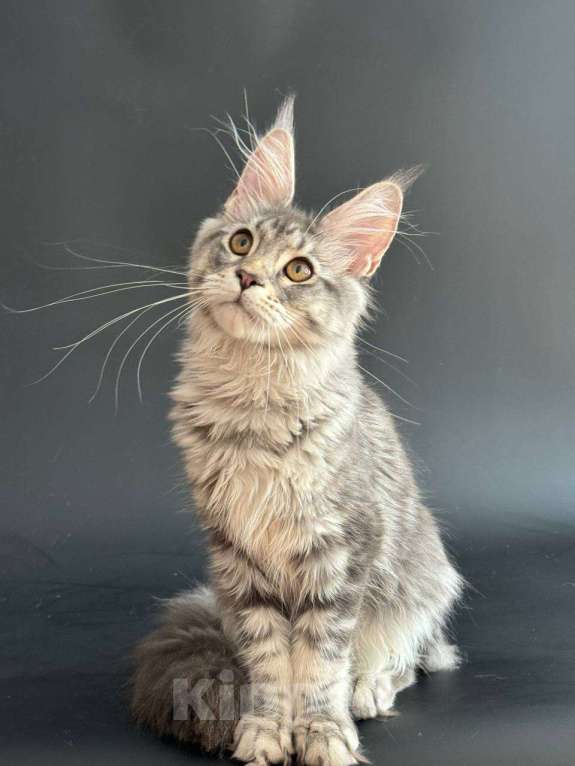 Кошки в Москве: Мейн Кун Девочка, Бесплатно - фото 2