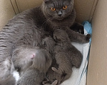Кошки в Одинцово: Британские котята рождены 12.05.2026 Мальчик, 8 500 руб. - фото 8