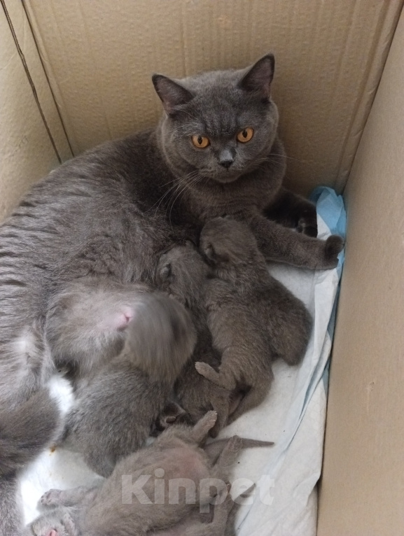 Кошки в Одинцово: Британские котята рождены 12.05.2026 Мальчик, 8 500 руб. - фото 8