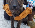 Собаки в Гагарине: Собаки в дар в добрые руки Мальчик, 10 руб. - фото 2