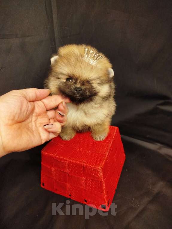 Собаки в Тольятти: Мини девочка Девочка, 100 000 руб. - фото 2