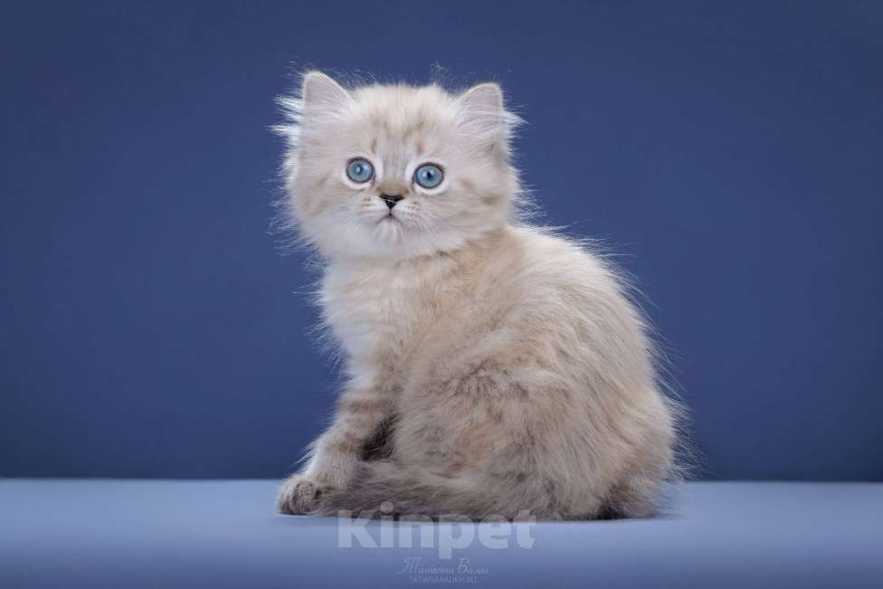 Кошки в Москве: Менуэт Девочка, 60 000 руб. - фото 2