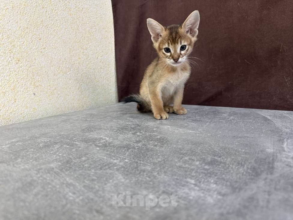 Кошки в Москве: абиссинская кошечка дикого окраса под резерв  Девочка, 85 000 руб. - фото 5