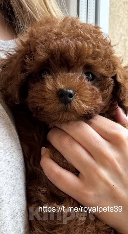 Собаки в Калининграде: Тикап тедди пудель Китай Девочка, 200 000 руб. - фото 1