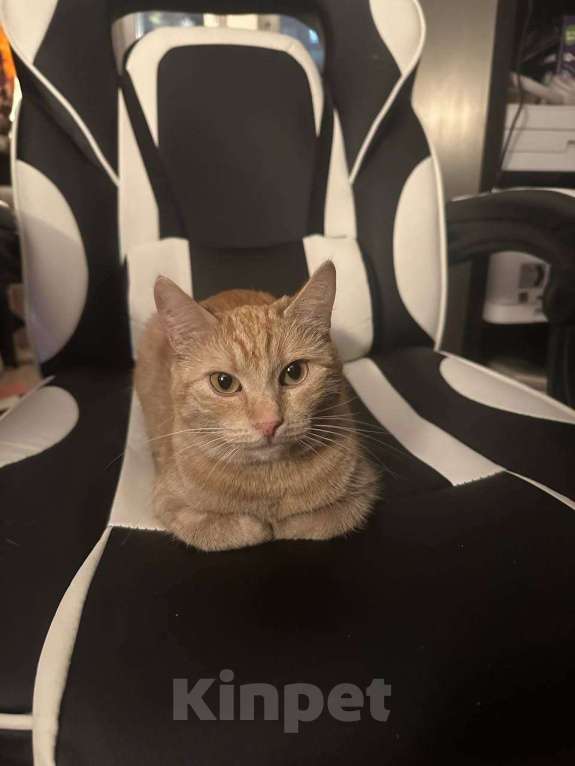 Кошки в Москве: Ириска в добрые руки Девочка, Бесплатно - фото 5