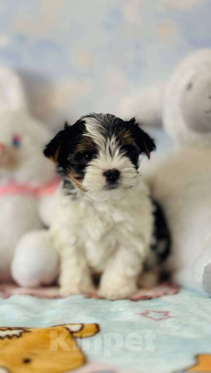 Собаки в Краснодаре: Милая девочка бивер терьера в питомнике  Девочка, 65 000 руб. - фото 2