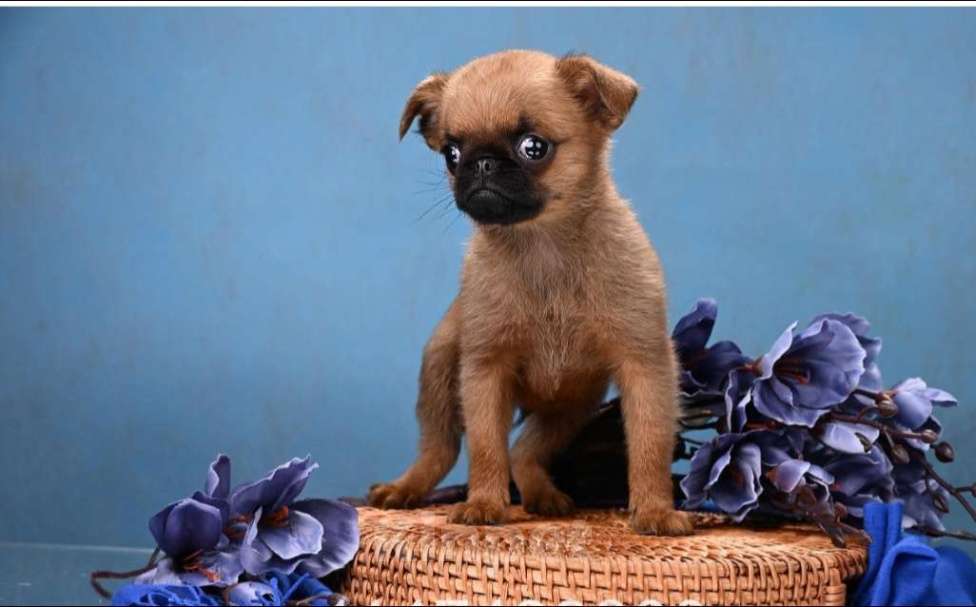 Собаки в Москве: Пти-брабансон миниатюрный мальчик Мальчик, 50 000 руб. - фото 2