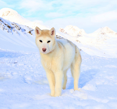 Гренландская собака