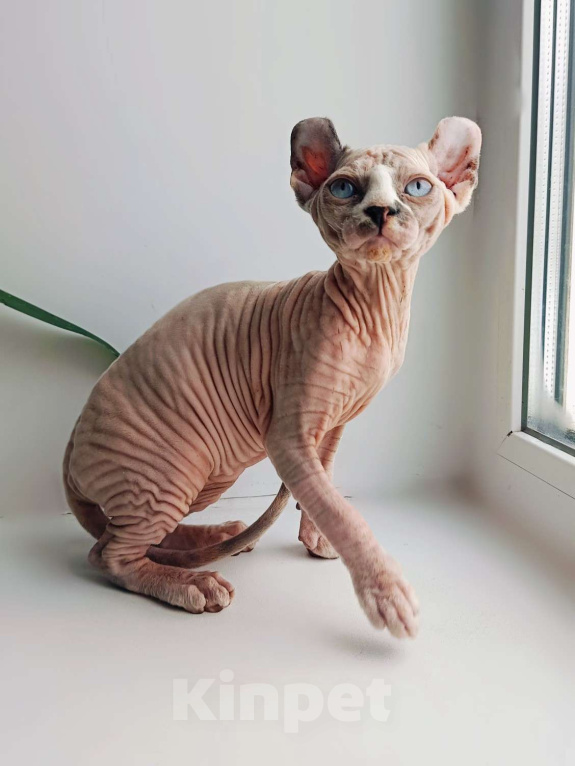 Кошки в Нефтекамске: канадский сфинкс эльф Девочка, 35 000 руб. - фото 2