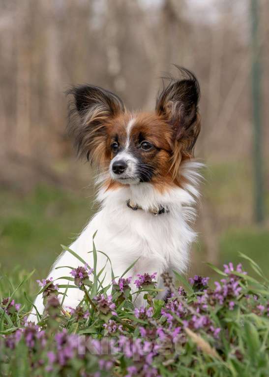 Собаки в Новороссийске: Продам щенка папийона (папильона) Мальчик, 60 000 руб. - фото 6