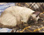 Кошки в Химках: Вязка кошки, 1 000 руб. - фото 3
