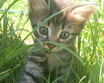 Кошки в Ковылкино: Котята, Бесплатно - фото 1