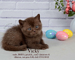 Кошки в Санкт-Петербурге: Британский котик шоколадного окраса  Мальчик, 40 000 руб. - фото 2