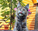 Кошки в Ульяновске: Кошечка Мейн кун Девочка, 30 000 руб. - фото 1