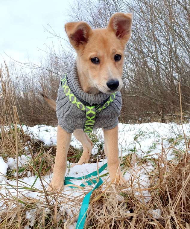 Собаки в Москве: Небольшая девочка щенок Девочка, Бесплатно - фото 7
